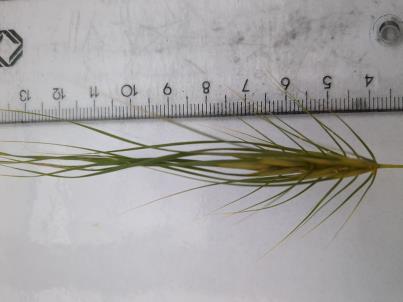 Click for 1 image(s) for this accession. SPIKE